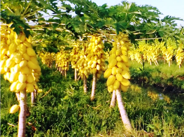 Mãn nhãn những loại cây mắn nhất thế giới có cây cho hàng chục nghìn quả