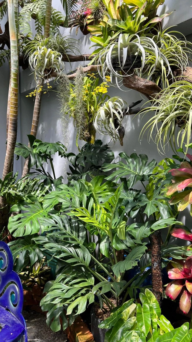 Mẹ đảm làm vườn nhiệt đới ở cần thơ rộng 100m2 đẹp mãn nhãn như ở nam mỹ