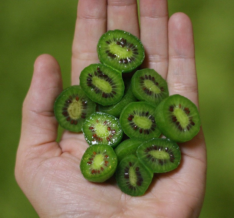 Mê mẩn trồng kiwi tí hon từ hạt cực đơn giản