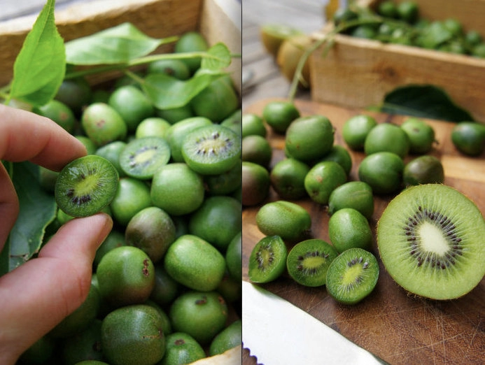 Mê mẩn trồng kiwi tí hon từ hạt cực đơn giản