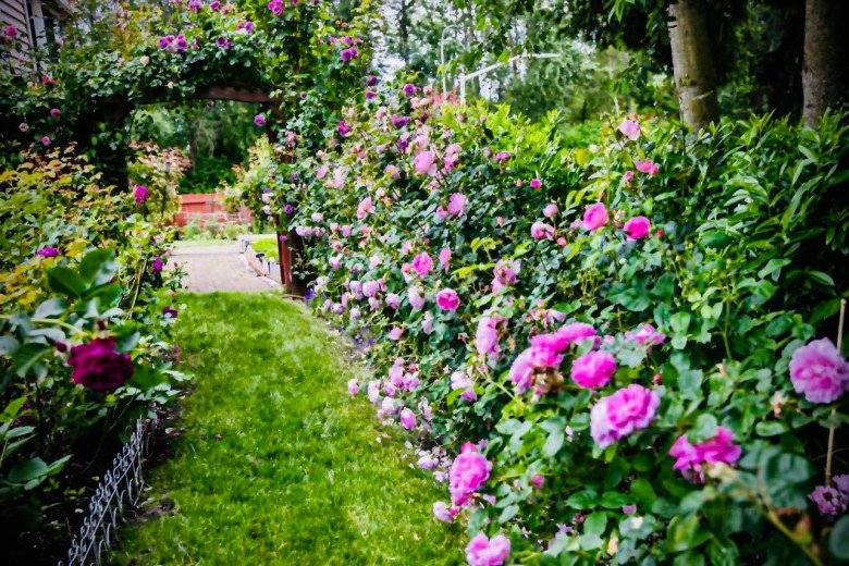 Mẹ việt dành 10 năm làm vườn từ 10m2 trồng rau thơm đến khu vườn cổ tích 1000m2