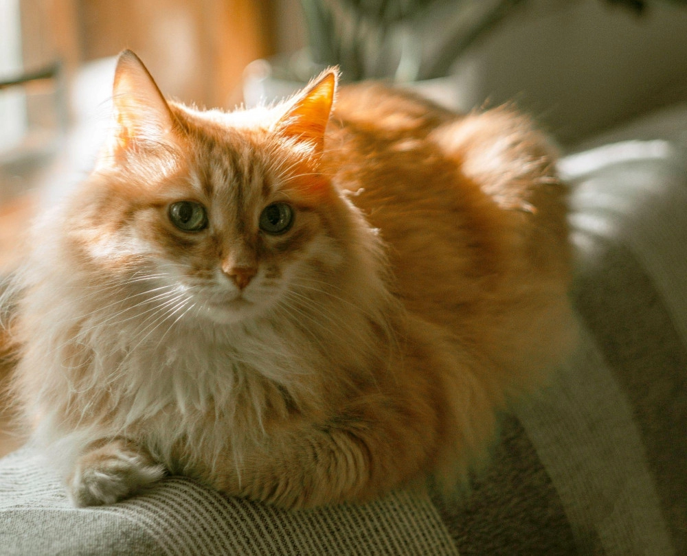 Mèo anh lông dài - đặc điểm phân loại giá bán và cách nuôi
