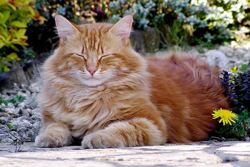 Mèo anh lông dài - đặc điểm phân loại giá bán và cách nuôi