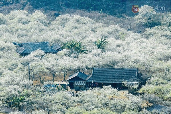 Mộc châu - xứ sở thiên thần trắng xóa mùa hoa mận