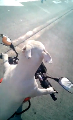  chó tự lái xe máy chủ ngồi sau quay phim 