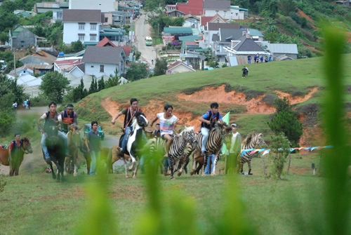 Đua ngựa không yên ở núi langbiang