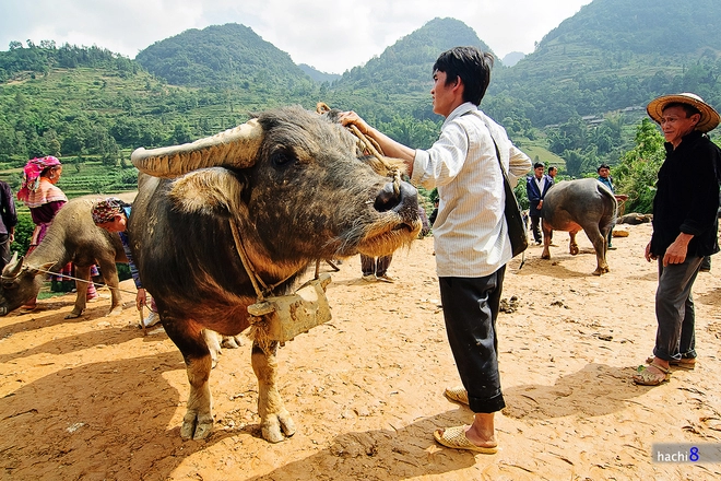 Phiên chợ trâu lớn nhất tây bắc