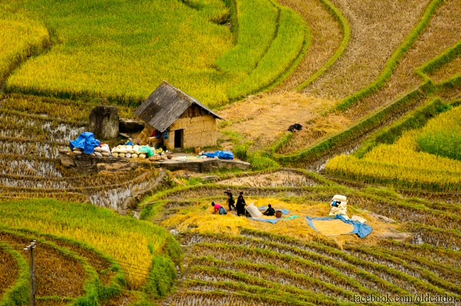 Thu vàng miên man ở y tý lào cai