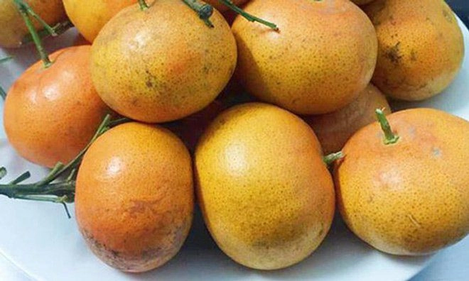 Mua cam canh ăn tết chọn quả có cuống đầy hay lõm người trồng lâu năm mách mẹo ai không biết sẽ thiệt
