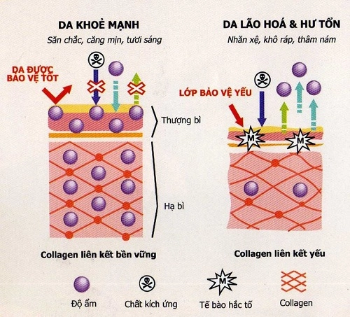 Bổ sung collagen không đúng cách lợi bất cập hại