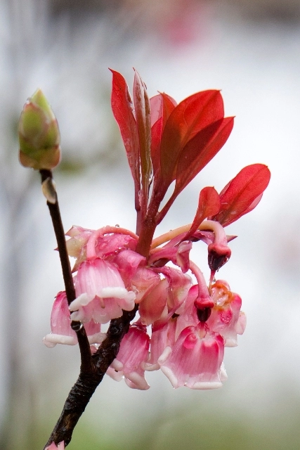 Hoa đào chuông ngân giai điệu mùa xuân