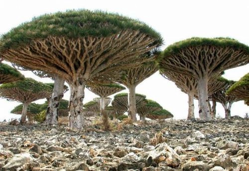 Miền đất ngoài hành tinh trên đảo socotra