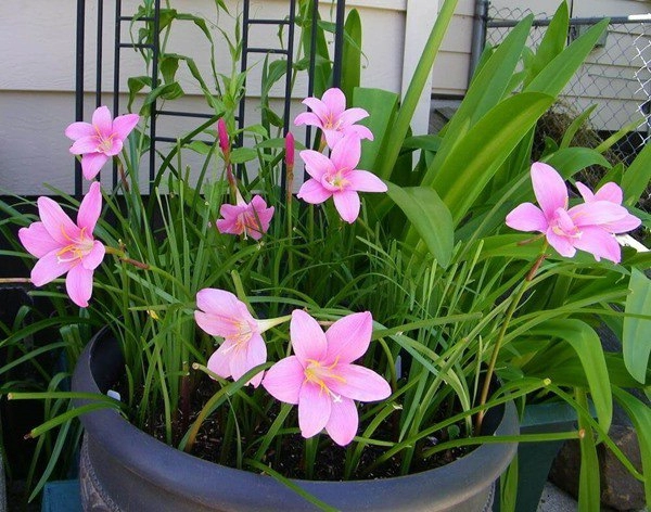 3 loại cây dễ trồng như cỏ không cần tưới nước quanh năm vẫn nở hoa rực rỡ