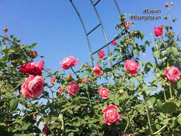 5 năm trồng hoa trên sân thượng mẹ hải phòng giờ có vườn hoa hồng đẹp như công viên