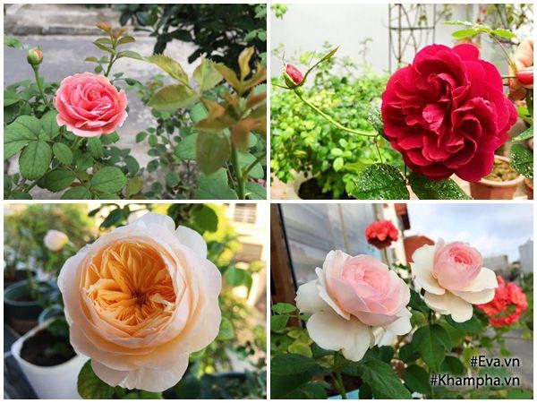 5 năm trồng hoa trên sân thượng mẹ hải phòng giờ có vườn hoa hồng đẹp như công viên