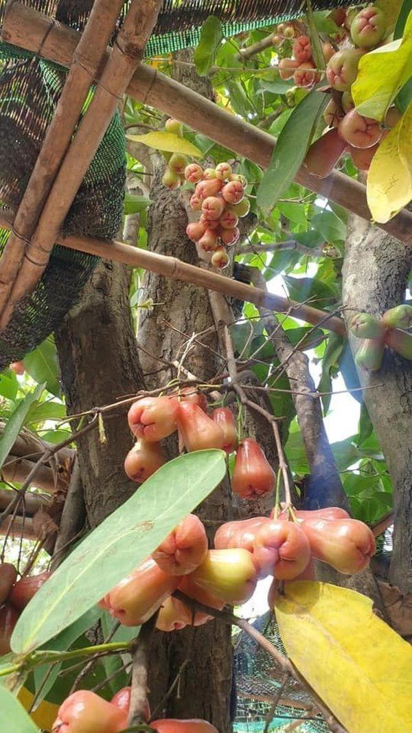 Kiwi ngô mai trang đưa con về nhà vườn lánh dịch không gian xanh mướt như ở quê