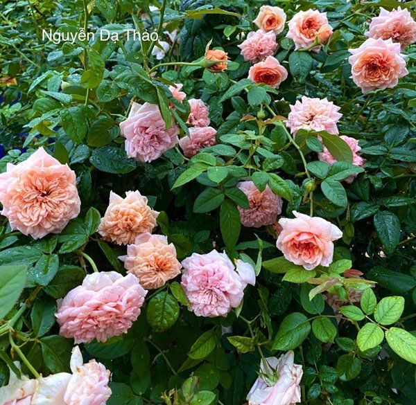 Sở hữu vườn hồng đắt giá vợ quyền linh chỉ cách trồng cây sao cho hoa nở căng ít bệnh