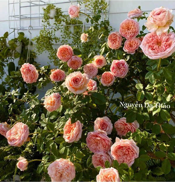Sở hữu vườn hồng đắt giá vợ quyền linh chỉ cách trồng cây sao cho hoa nở căng ít bệnh