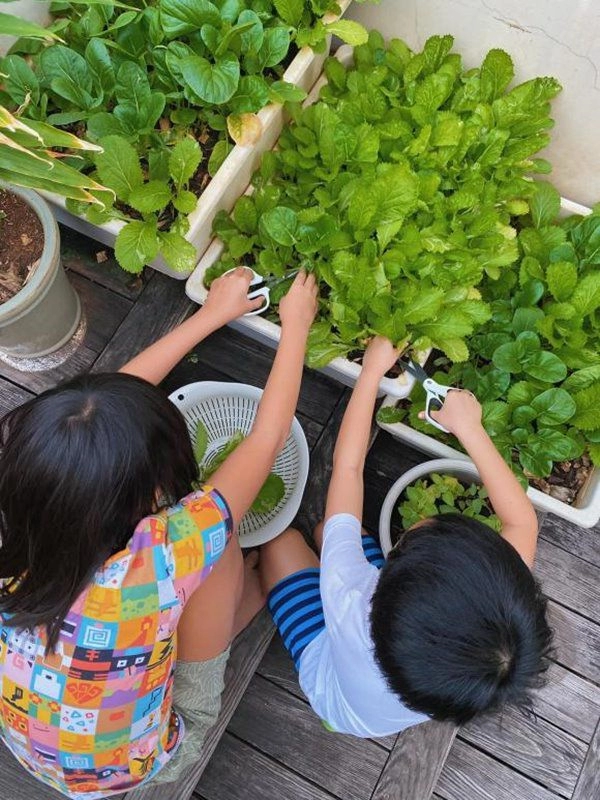 Tăng thanh hà trồng rau xanh trong biệt thự 2 nhóc tỳ hào hứng phụ mẹ thu hoạch