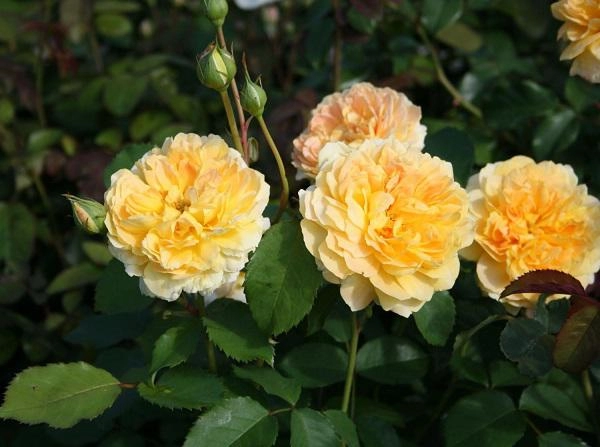 Tiết lộ bí quyết độc trồng và chăm hoa hồng leo pháp tại nhà nở rực rỡ thơm quyến rũ