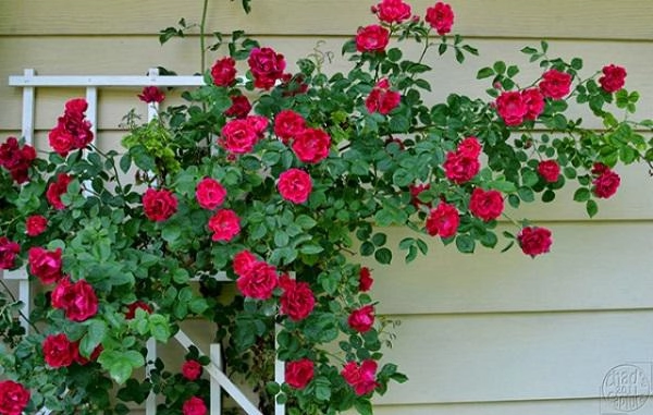Tiết lộ bí quyết độc trồng và chăm hoa hồng leo pháp tại nhà nở rực rỡ thơm quyến rũ