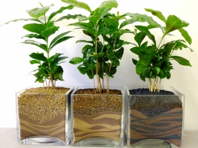 8 loại cây hút ẩm diệt nấm mốc nhất định phải trồng trong nhà mùa này