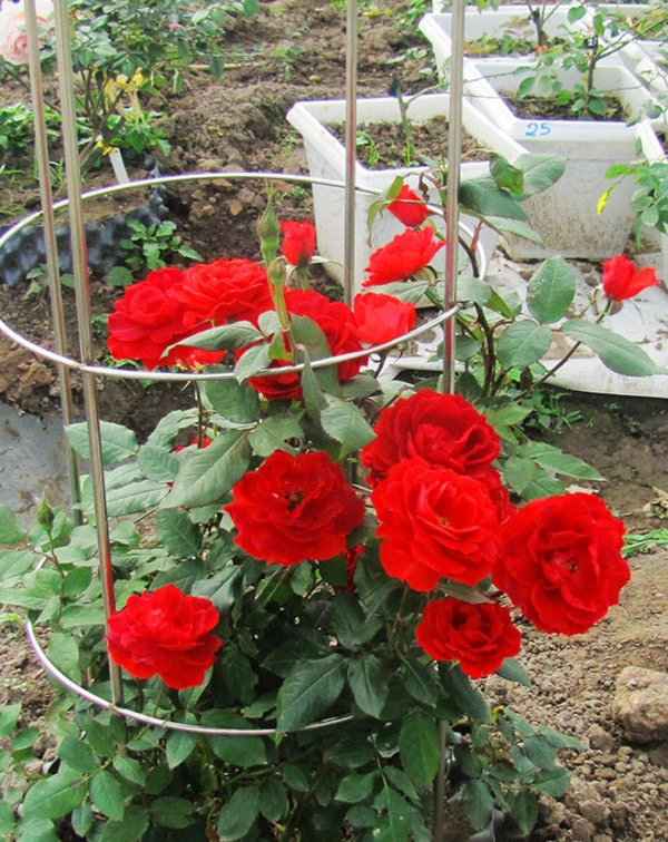 Chị em xôn xao cách trồng hoa hồng chỉ từ củ khoai tây cây đơm hoa rực rỡ