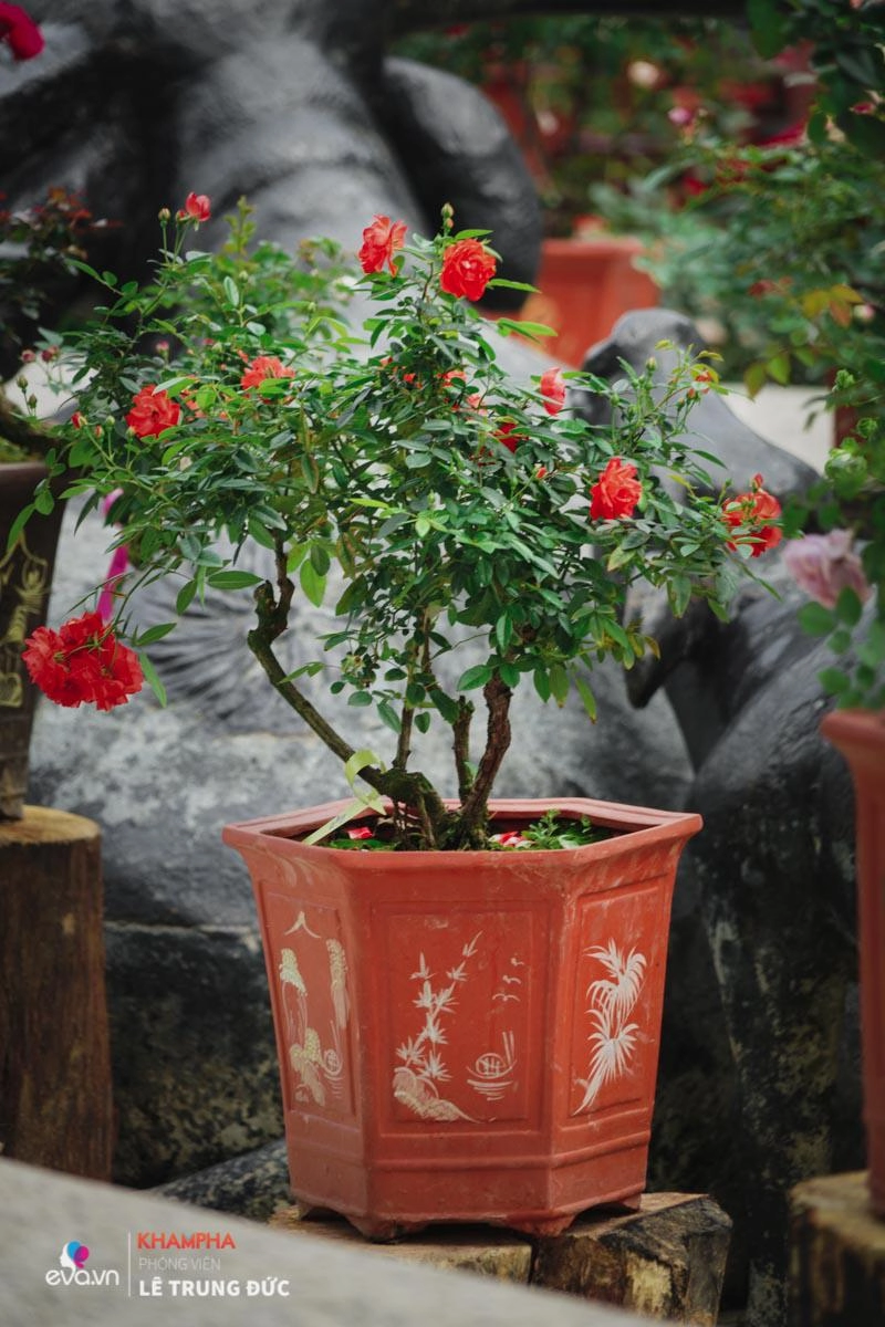 Chiêm ngưỡng những nàng hồng bonsai đắt đỏ được đánh giá đẹp nhất lễ hội hoa hồng bulgaria 2018