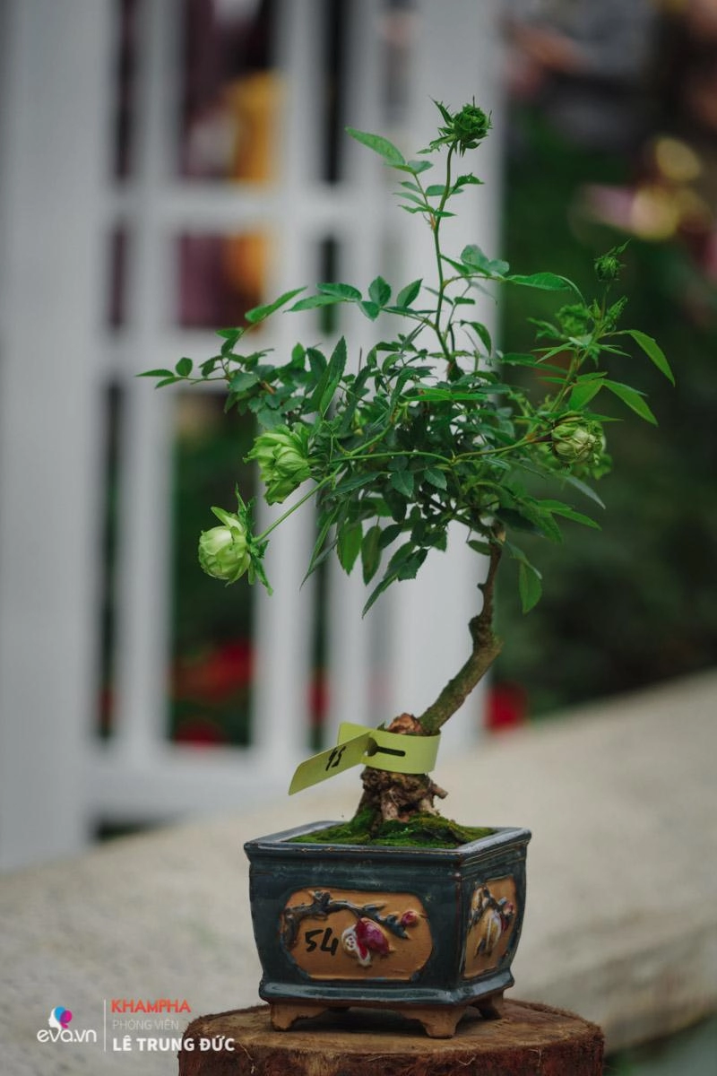 Chiêm ngưỡng những nàng hồng bonsai đắt đỏ được đánh giá đẹp nhất lễ hội hoa hồng bulgaria 2018