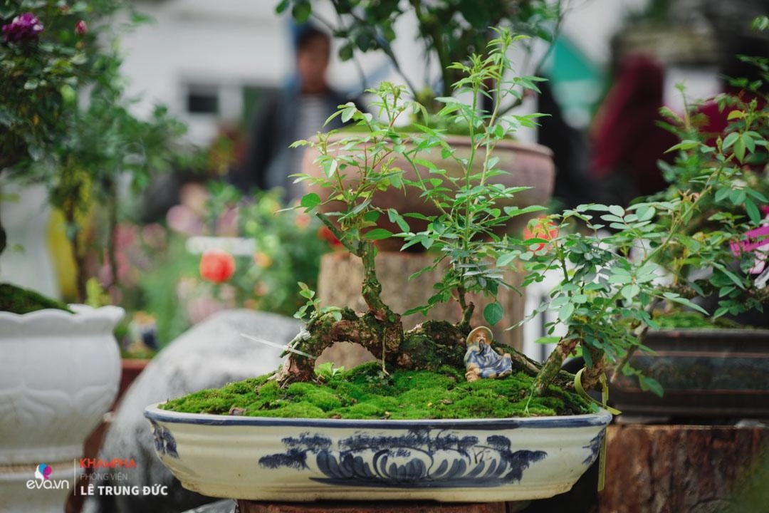 Chiêm ngưỡng những nàng hồng bonsai đắt đỏ được đánh giá đẹp nhất lễ hội hoa hồng bulgaria 2018