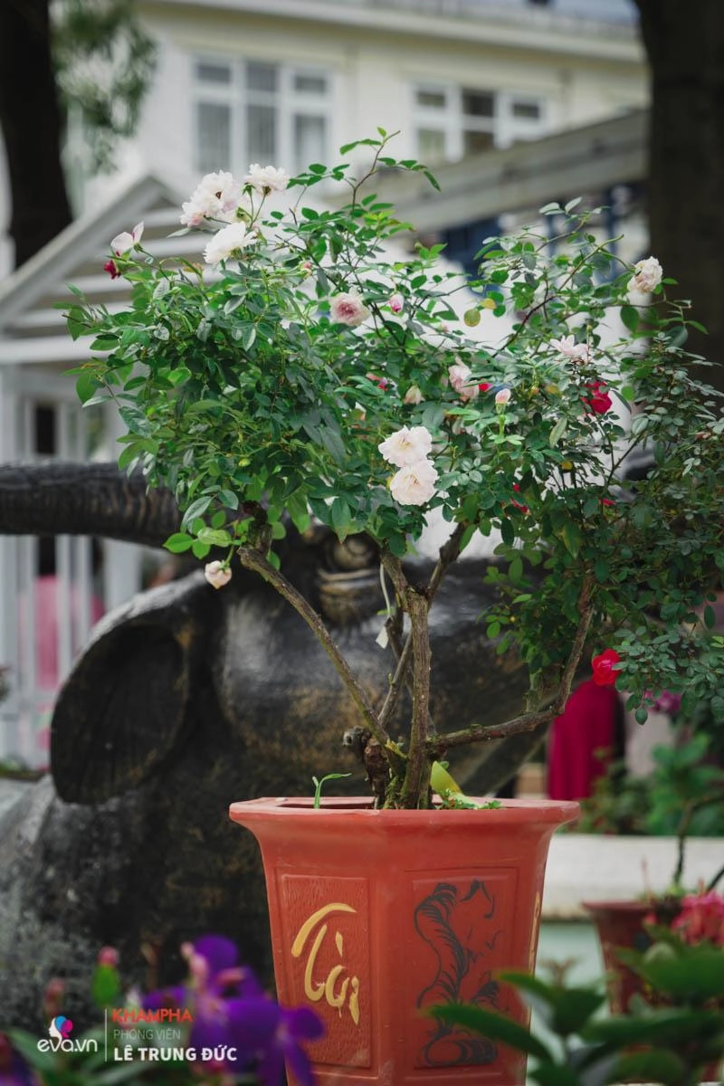 Chiêm ngưỡng những nàng hồng bonsai đắt đỏ được đánh giá đẹp nhất lễ hội hoa hồng bulgaria 2018