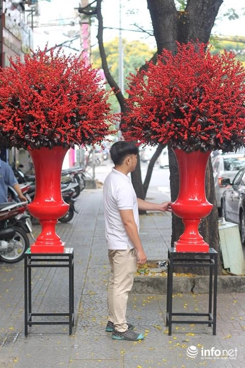 Đại gia chi hàng trăm triệu chơi hoa mai mỹ đông đào đỏ nhập từ hà lan