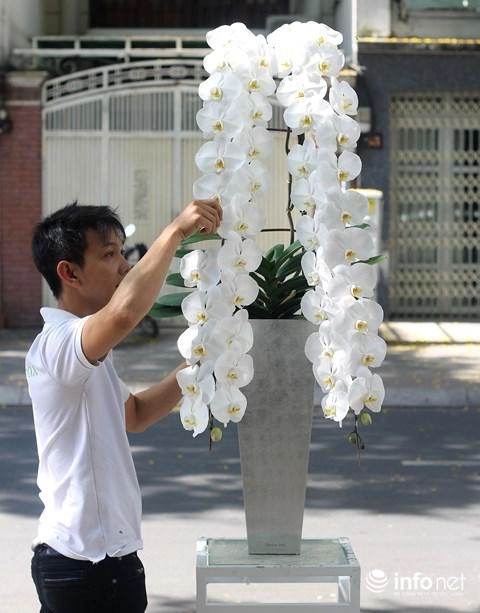 Đại gia chi hàng trăm triệu chơi hoa mai mỹ đông đào đỏ nhập từ hà lan