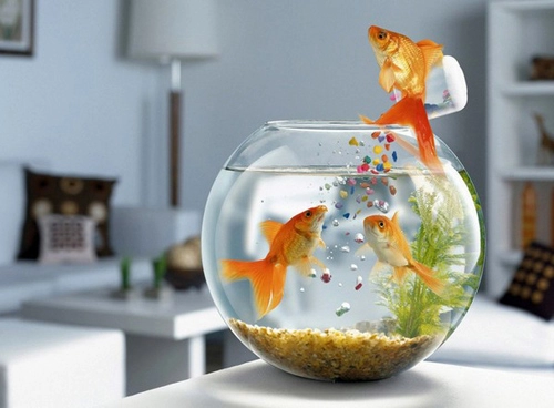 Đặt bể cá trong nhà chung cư cần hết sức chú ý nhưng điêu sau