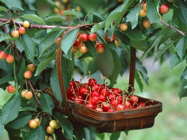 Học cách trồng cherry sai trĩu tại nhà thu hoạch cả trăm quả ăn mãi chẳng hết