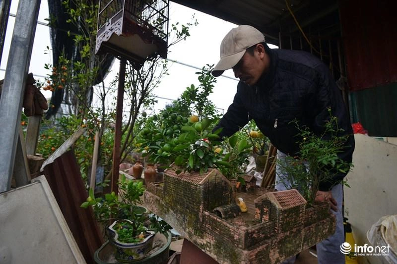 Lơ đào quất dân chơi hà thành săn tiểu cảnh nhà ba gian bắc bộ chơi tết