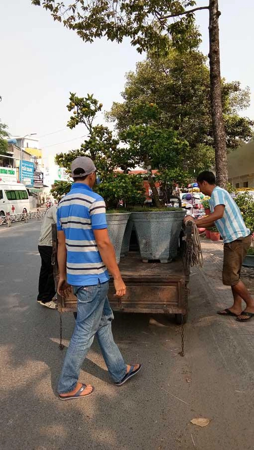 Mãn nhãn hoa giấy mỹ dáng quái vật giá 40 triệucây đổ bộ sài gòn