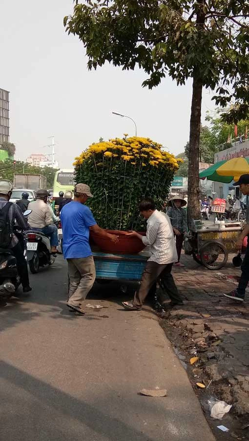 Mãn nhãn hoa giấy mỹ dáng quái vật giá 40 triệucây đổ bộ sài gòn