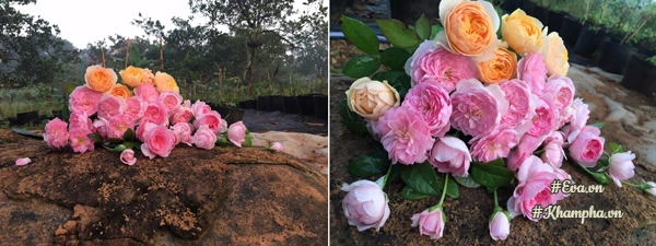 Mê mẩn vườn hoa hồng hơn 2500 gốc của chàng trai đồng nai 21 tuổi