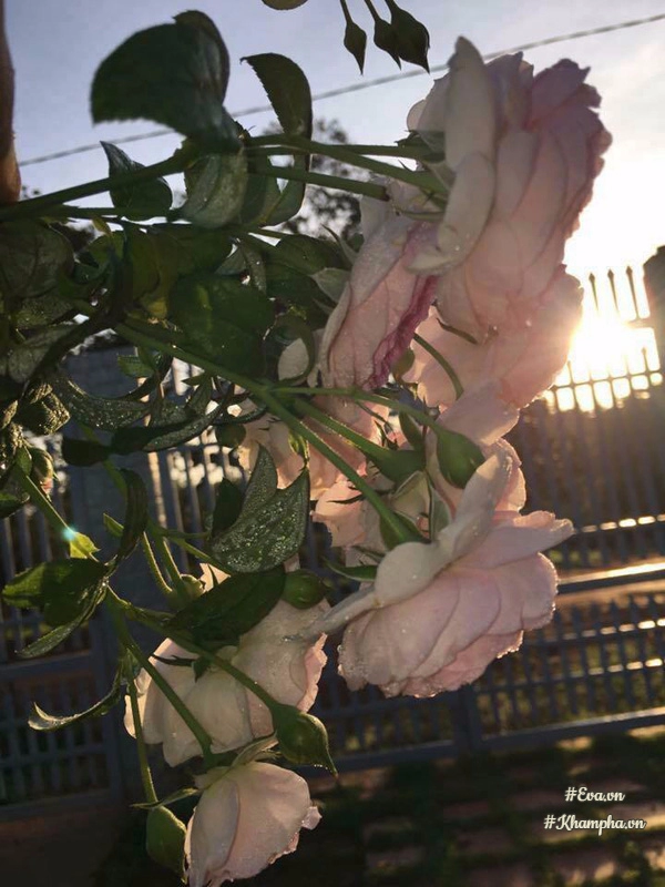 Mê mẩn vườn hoa hồng hơn 2500 gốc của chàng trai đồng nai 21 tuổi