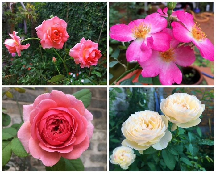 Mê mẩn vườn hoa hồng tuyệt đẹp trồng toàn trong chum của mẹ gia lai