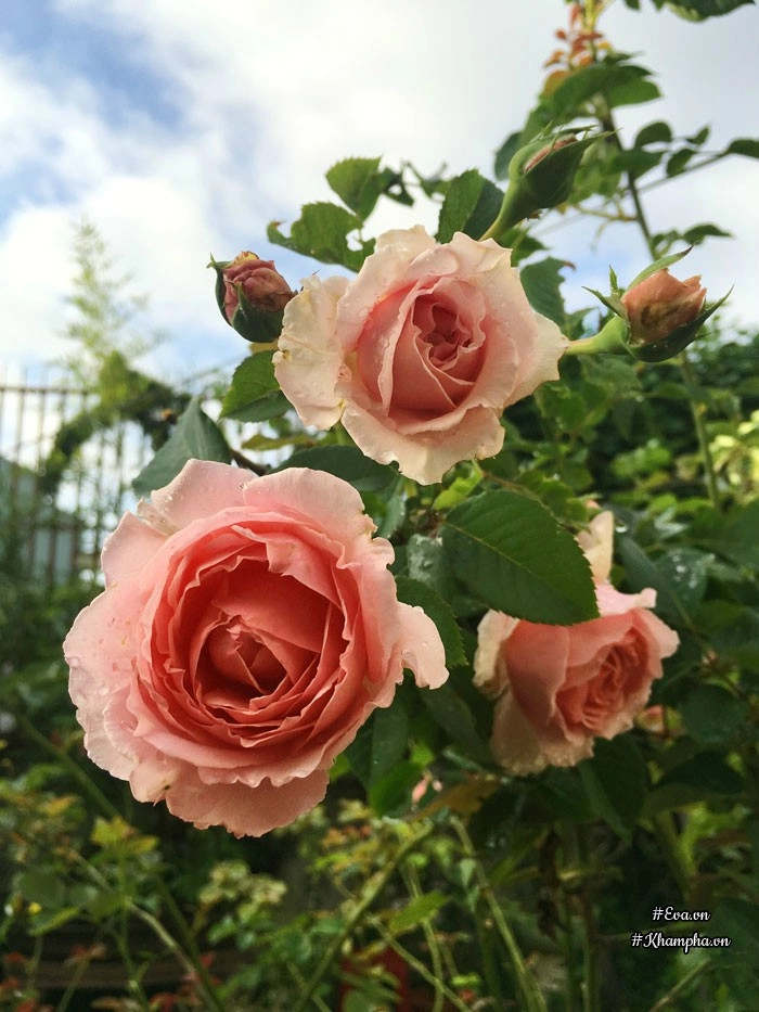 Mê mẩn vườn hoa hồng tuyệt đẹp trồng toàn trong chum của mẹ gia lai