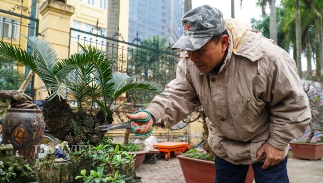 Mới lạ vạn tuế mini bonsai - vừa để trưng tết lại hưng thịnh bền