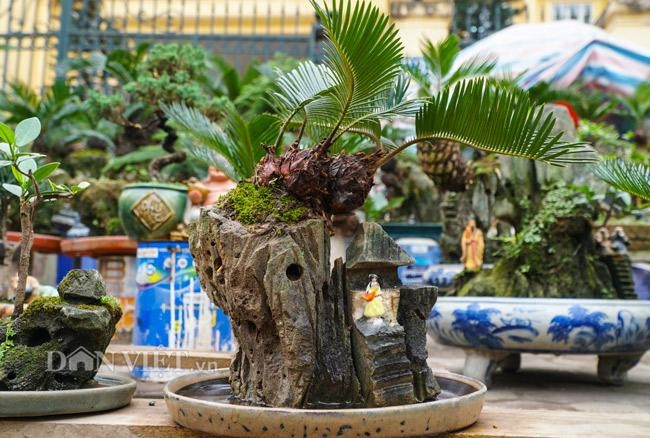 Mới lạ vạn tuế mini bonsai - vừa để trưng tết lại hưng thịnh bền