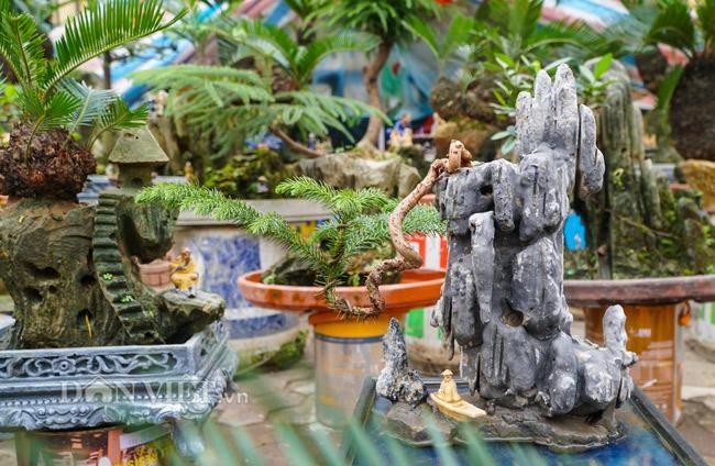 Mới lạ vạn tuế mini bonsai - vừa để trưng tết lại hưng thịnh bền