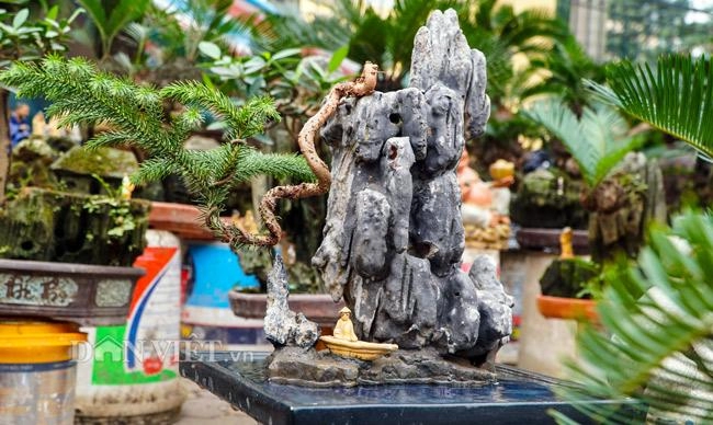 Mới lạ vạn tuế mini bonsai - vừa để trưng tết lại hưng thịnh bền