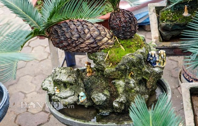 Mới lạ vạn tuế mini bonsai - vừa để trưng tết lại hưng thịnh bền