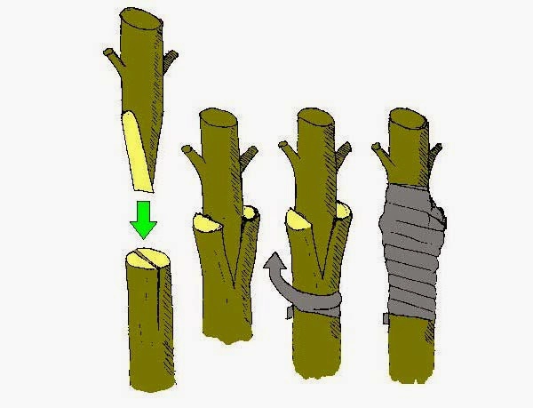 Muốn nhà nổi nhất phố đừng bỏ qua cách trồng hoa giấy rực rỡ trên ban công