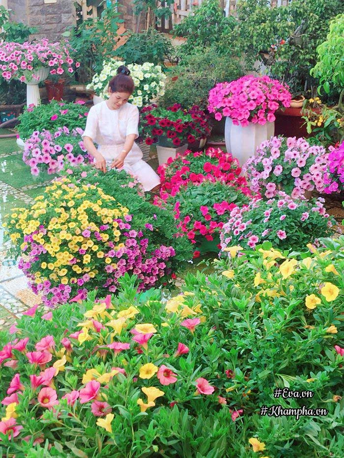 Ngẩn ngơ trước vườn hoa dạ yến thảo rực sắc trước sân nhà của bà mẹ xứ huế mộng mơ