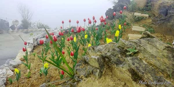 Ông bố người tày liều thuê cả đồi đá mã pì lèng trồng hoa tulip khiến bao người trầm trồ